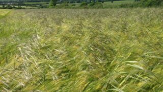 Winter barley growers advised to act now to halt the progress of Sterile Brome