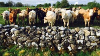 How to identify Redwater and ways to prevent the disease