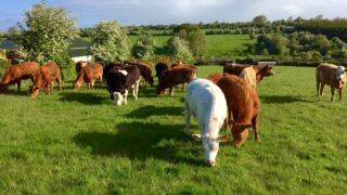 ‘Increasing farm incomes more important than reducing emissions’