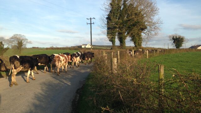 mastitis, cows, dairy