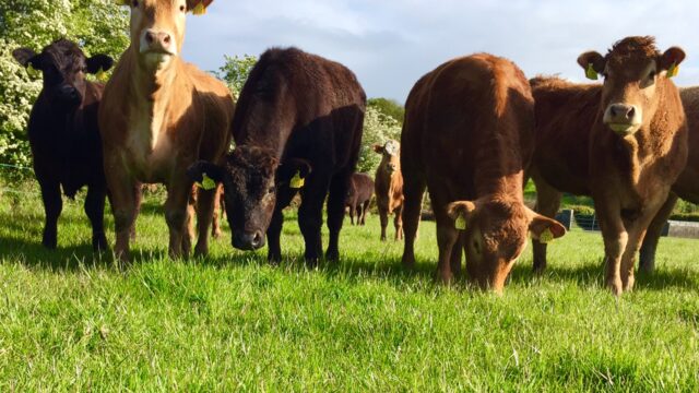 Heifers in field