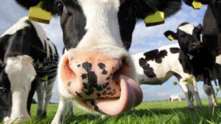 Pics: A selection of photos from Cow Appreciation Day