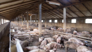 Exchange rate hits EU pork producers as prices fall