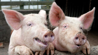 Second pig farm in Northern Ireland to have output of 40,000 pigs