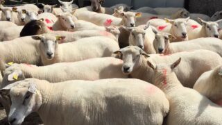 New Zealand lamb exports increase in June (down in H1)