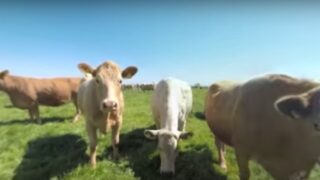 Video: Get up close and personal with some cows