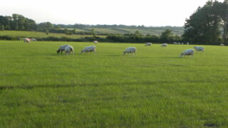 New Zealand lamb production up 1% on 2014, exports down 4%