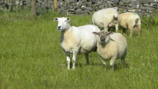 Australian lamb exports to reach record levels