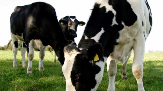 waitrose milk dairy debt, dairy sector