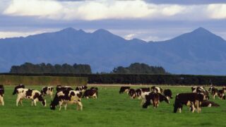 New Zealand (not Ireland) worst hit by dairy downturn – Rabobank