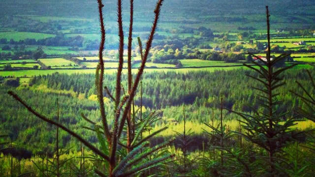 forest partnerships forestry afforestation veon