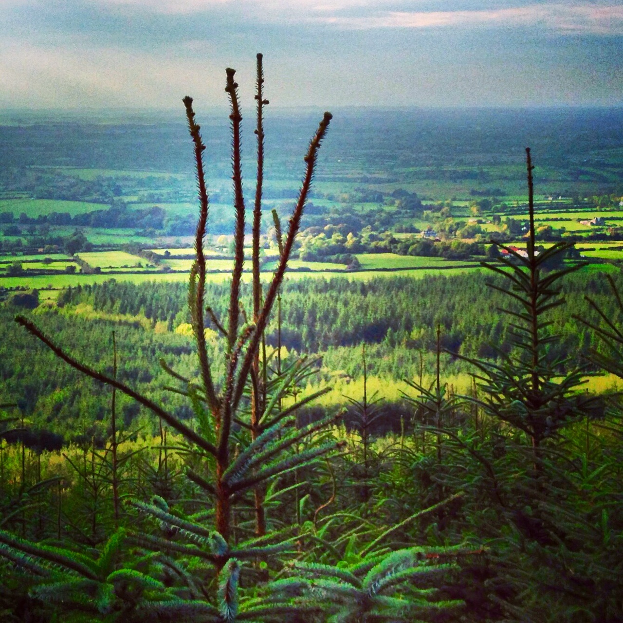 Forest Enterprise Limited rebrands to create Veon Agriland.co.uk