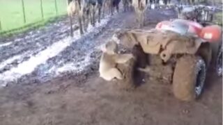 Video: Watch this koala chase down a farmer on a quad bike!