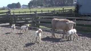 Kiwi sheep gives birth to quadruplet lambs