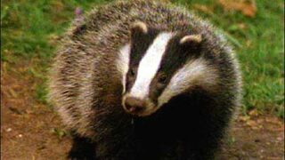 Brian May’s trust to challenge UK badger culling trials