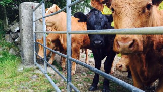 Three ways to assess the herd health of your cattle