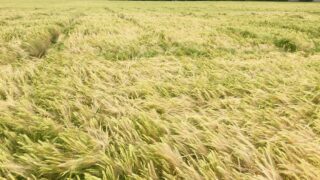 Brussels calls for more information ahead of NI 3-crop rule decision