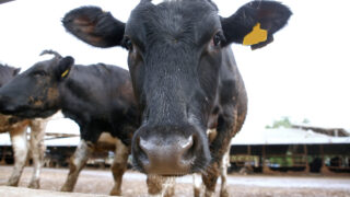 ‘Collaborative approach needed to address milk price concerns’