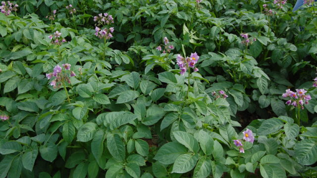 Met Eireann, Blight, Blight Warning, potato