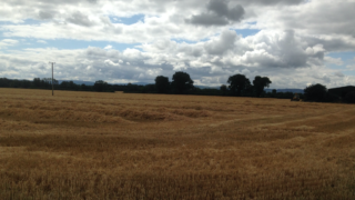 ‘Good crop yields and quality in Ireland; EU forecasts revised downwards’