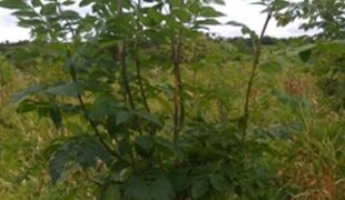 How to spot the signs of ash dieback