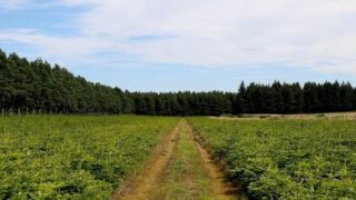 Love Christmas? Here’s your chance to buy a Christmas tree farm