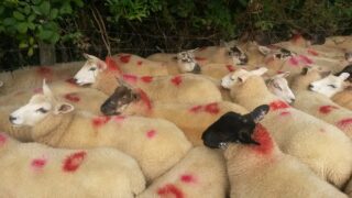 Why you should consider the costs when buying store lambs