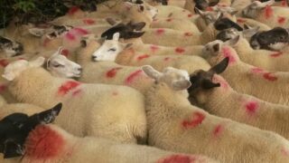 UK consumers ditch lamb at Easter, sales drop by 12%