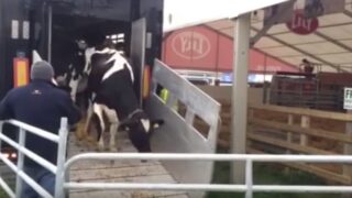 Video: Get a glimpse of behind the scenes at the Ploughing