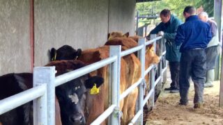 Northern TB rates appear to stabilise