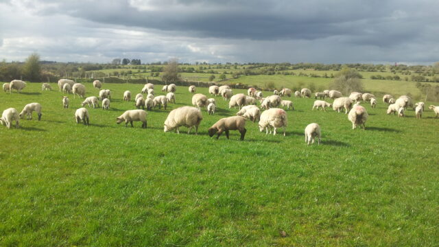 sheep grazing