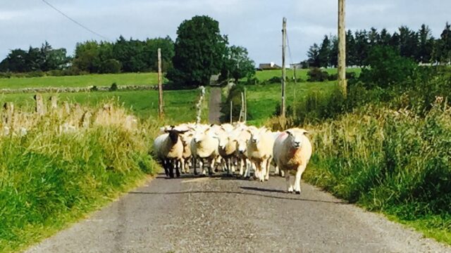 spring lamb, sheep shearing,