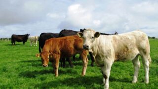 ‘Eating less meat might not lower greenhouse gas emissions’
