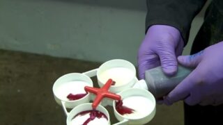 Dairy tip of the month: Detecting mastitis with the California Mastitis Test (CMT)