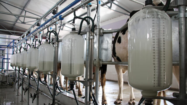 Dairy, milk production, GDT