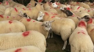 Northern lambs slaughtered in the Republic falls below 40%