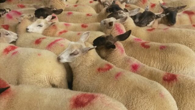 Sheep, Sheepmeat, lambs, spring lambs,