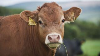 Anthrax disease responsible for death of cow in the UK