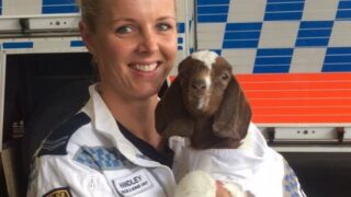 A goat has been made an honorary recruit of an Aussie bomb squad
