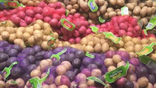‘Irish and UK potato yield to be above 5-year average’