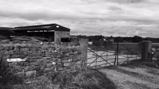 Man in Donegal arrested in connection with €100,000 livestock theft