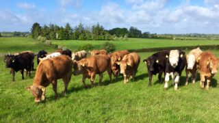 Global beef production to increase by 1% in 2016