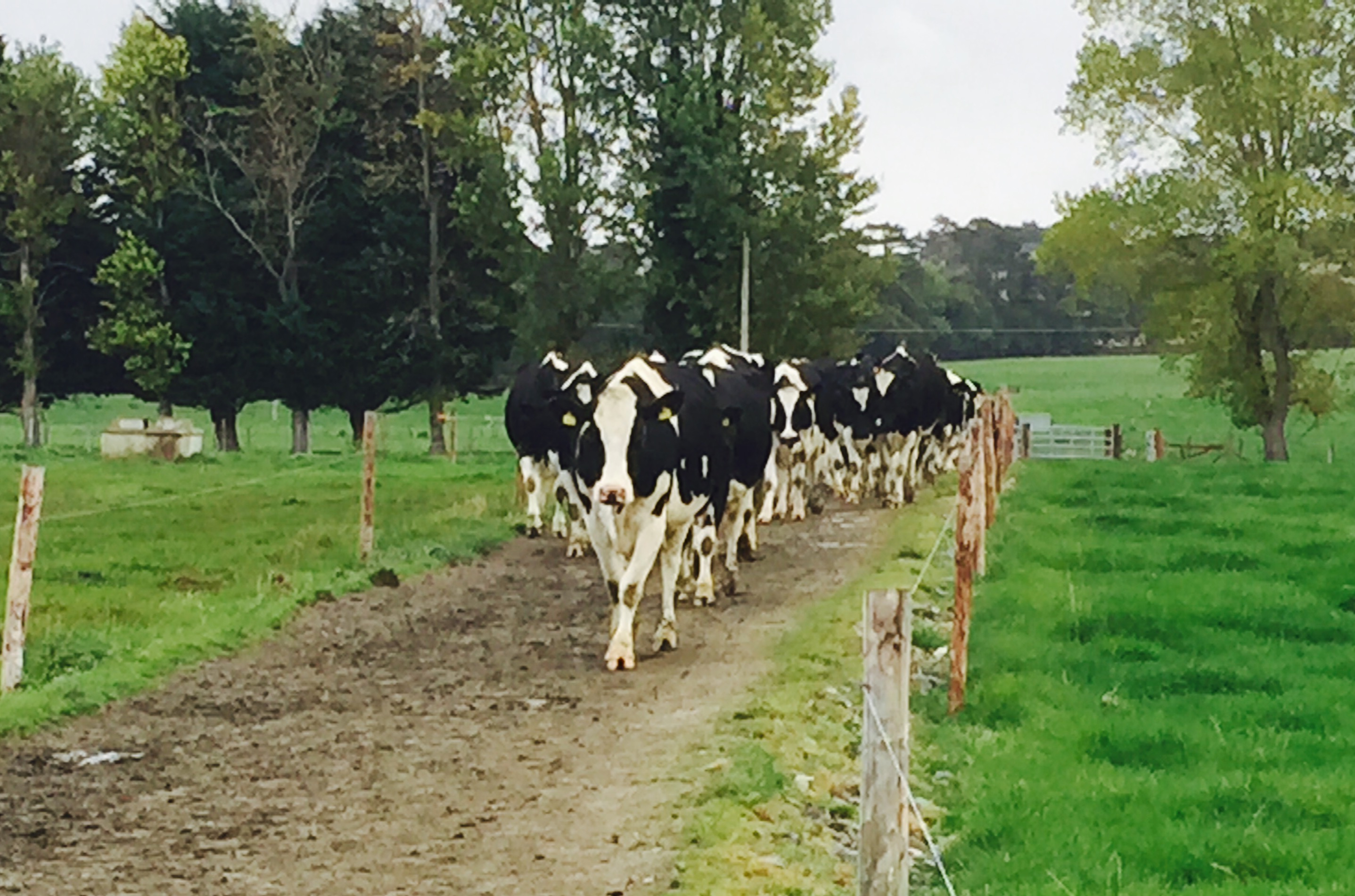 Major survey on dairy farming to reveal expansion details Agriland.co.uk