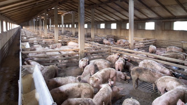 Pigs, Pigmeat, African Swine Fever