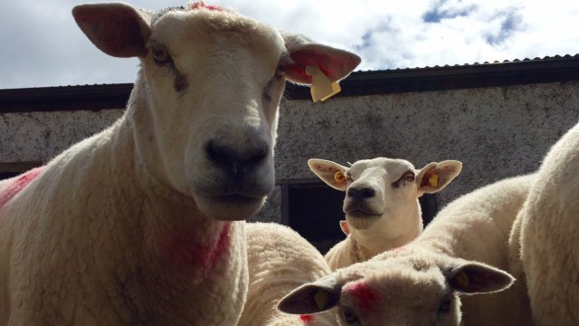 sheep, sheep roadshow