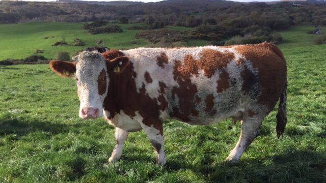 cull cows
