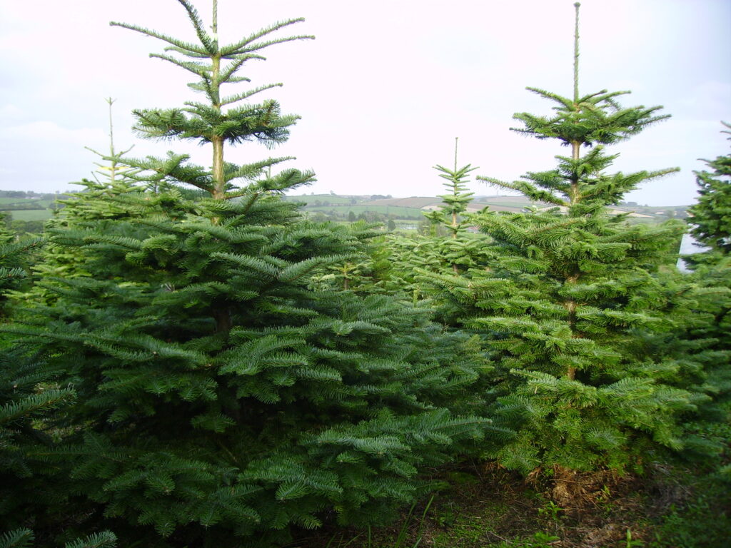 Some Christmas tree growers are sleeping out to protect their trees