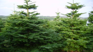 Some Christmas tree growers are sleeping out to protect their trees