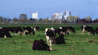 New Zealand dairy cows are producing 18% more milk than 10 years ago