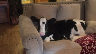 Friday feeling: This calf thinks it’s a dog…